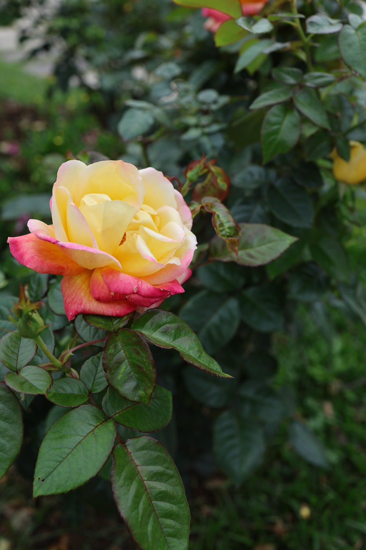 【台北景點】共融公園溜滑梯,2024全台最大玫瑰花園花展來囉 【台北景點】共融公園溜滑梯,2024全台最大玫瑰花園花展來囉