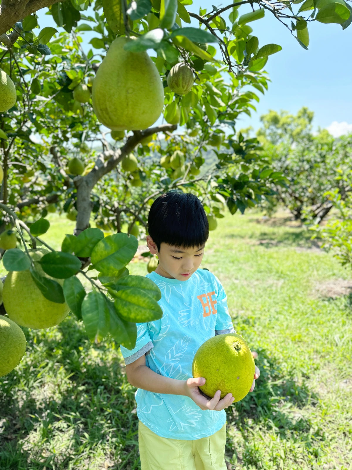 【宜蘭親子景點】冬山梅花湖旁,採柚子趣『梅花湖廖媽媽果園』 【宜蘭親子景點】冬山梅花湖旁,採柚子趣『梅花湖廖媽媽果園』