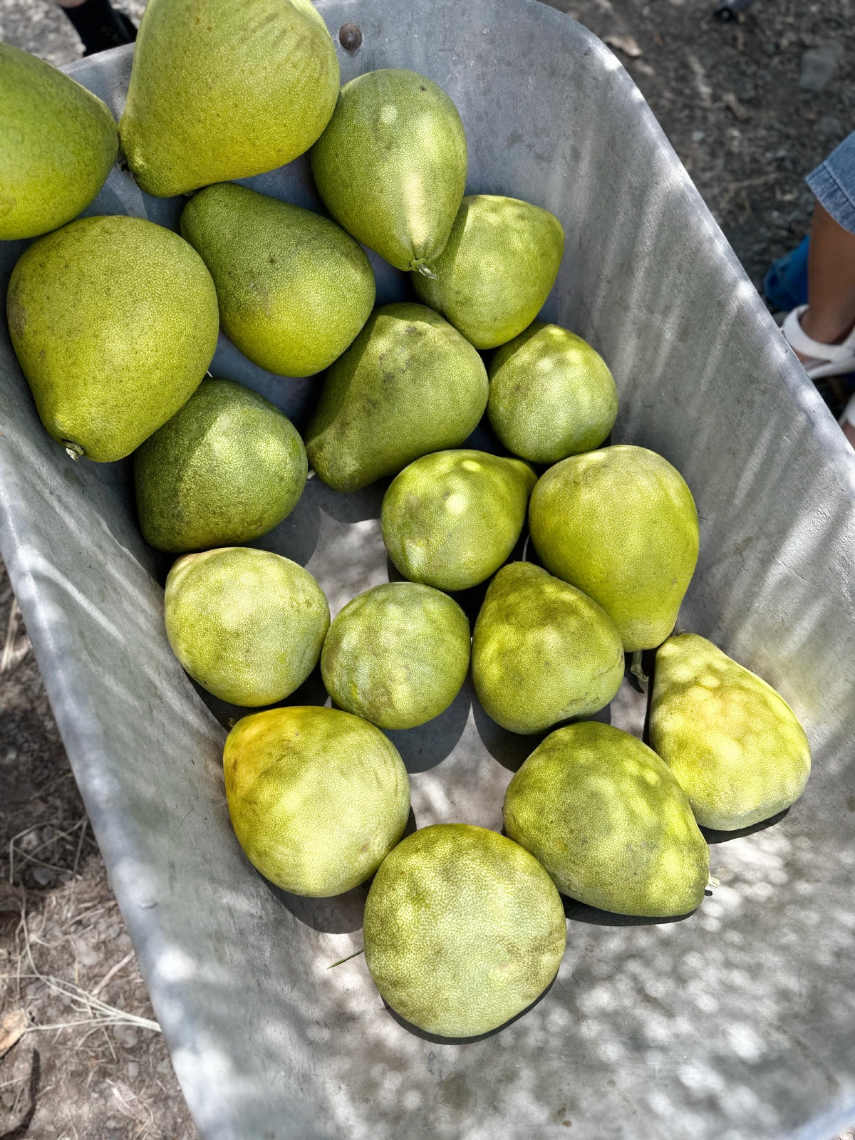 【宜蘭親子景點】冬山梅花湖旁,採柚子趣『梅花湖廖媽媽果園』 【宜蘭親子景點】冬山梅花湖旁,採柚子趣『梅花湖廖媽媽果園』