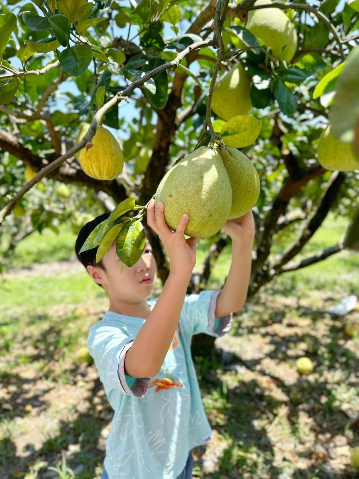 【宜蘭親子景點】冬山梅花湖旁,採柚子趣『梅花湖廖媽媽果園』 【宜蘭親子景點】冬山梅花湖旁,採柚子趣『梅花湖廖媽媽果園』