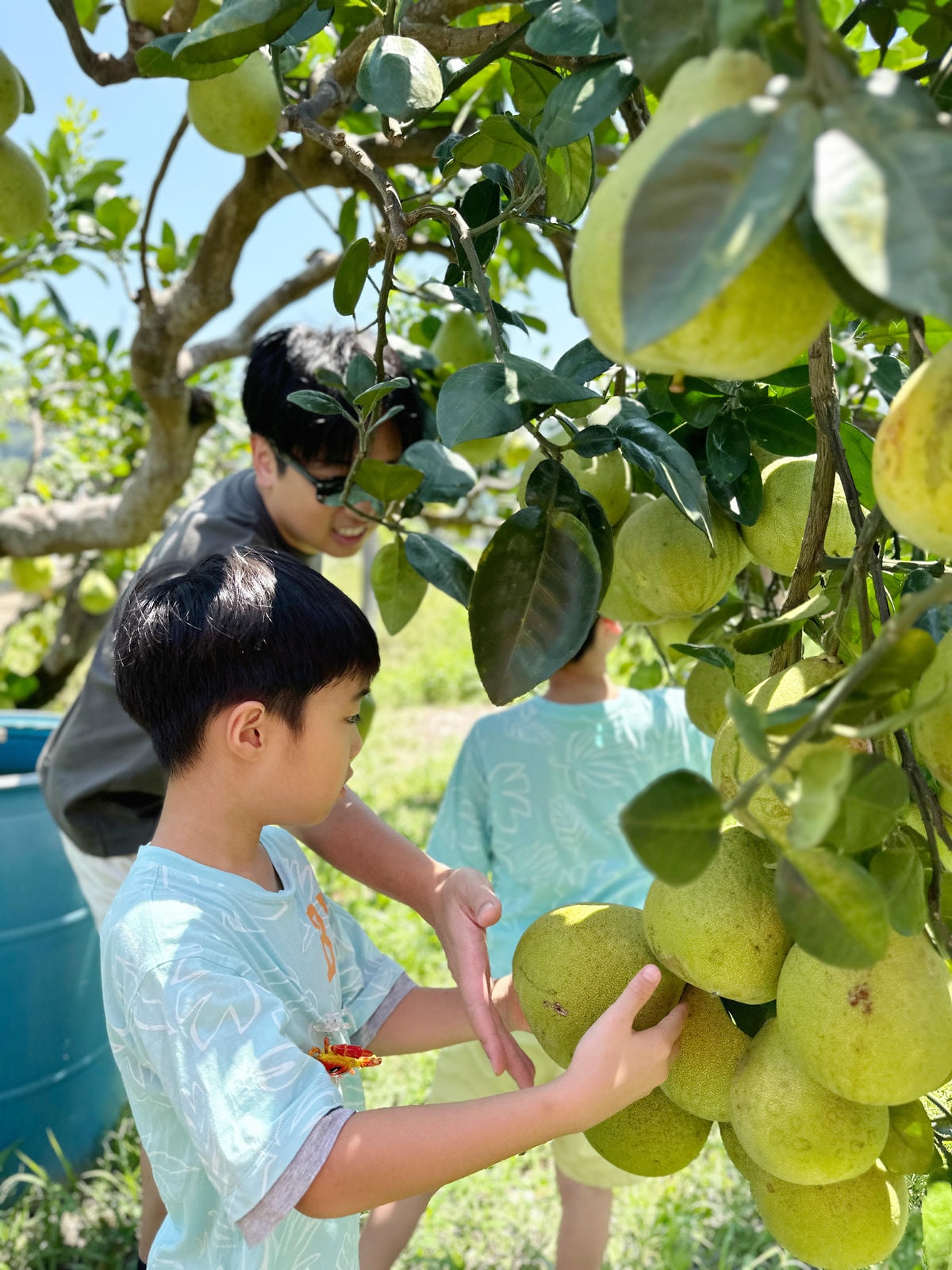 【宜蘭親子景點】冬山梅花湖旁,採柚子趣『梅花湖廖媽媽果園』 【宜蘭親子景點】冬山梅花湖旁,採柚子趣『梅花湖廖媽媽果園』