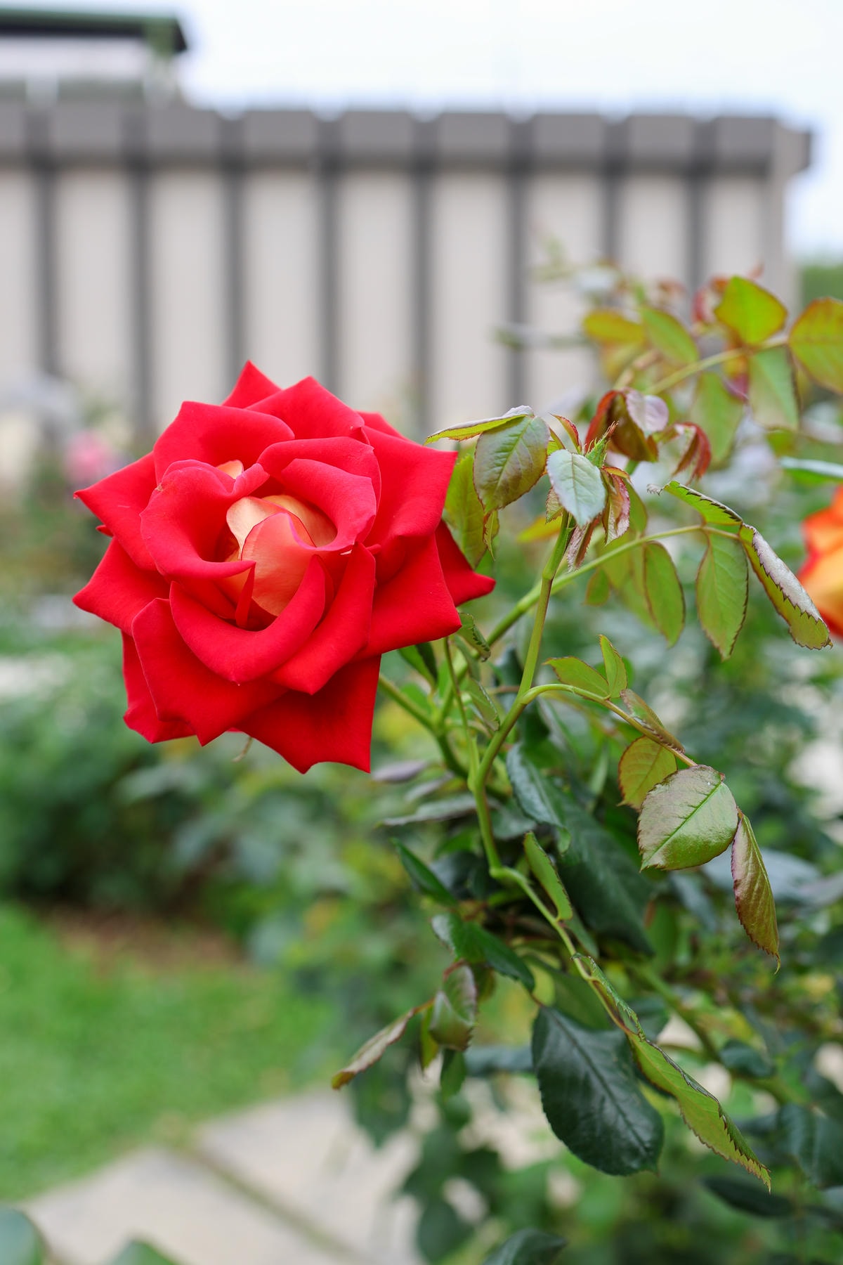 【台北景點】共融公園溜滑梯,2024全台最大玫瑰花園花展來囉 【台北景點】共融公園溜滑梯,2024全台最大玫瑰花園花展來囉