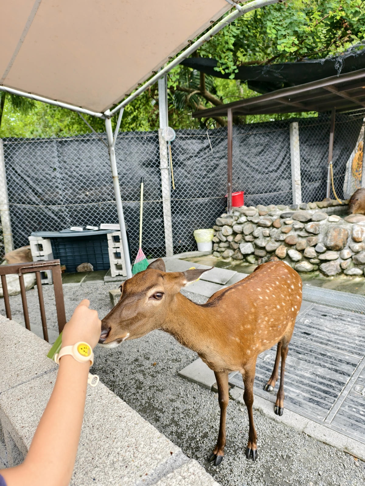 【宜蘭親子景點】鹿爺爺農場|零距離餵小鹿、水豚、狐獴!小孩放 【宜蘭親子景點】鹿爺爺農場|零距離餵小鹿、水豚、狐獴!小孩放