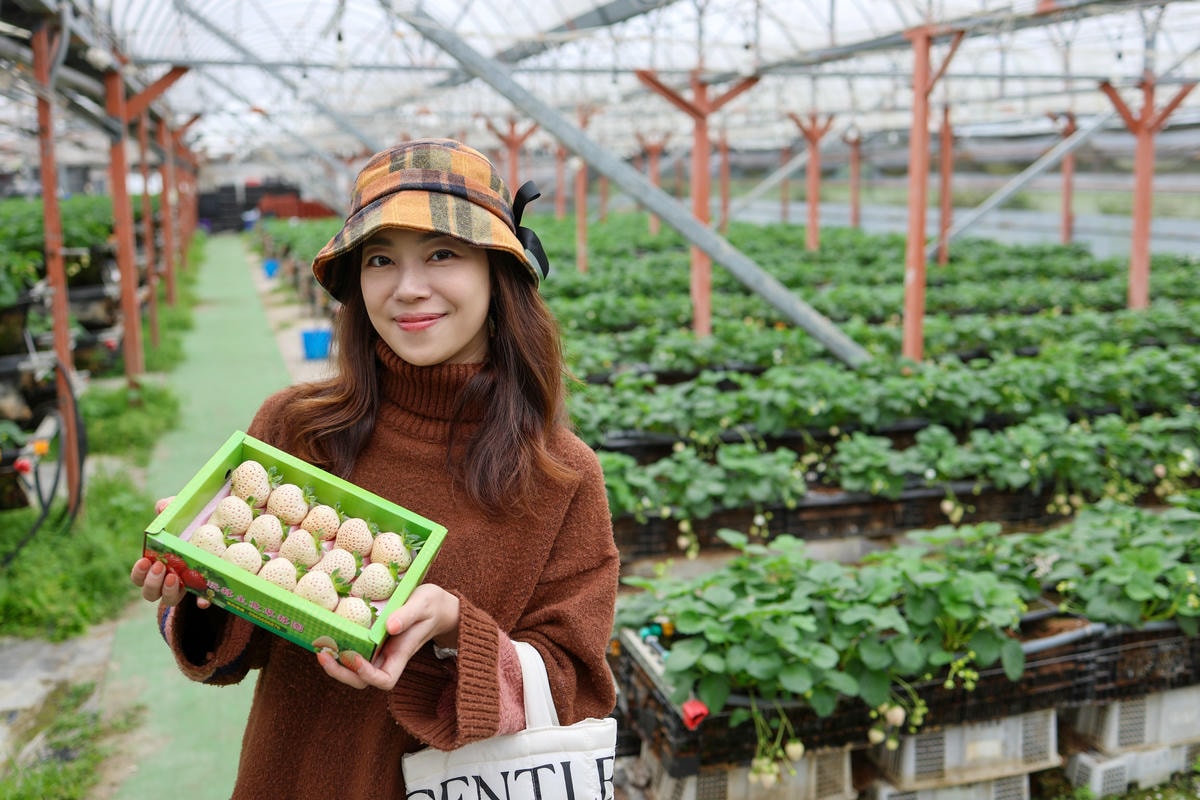 【宜蘭景點】雨天備案,羅東室內採草莓『玩莓主意白草莓主題園』
