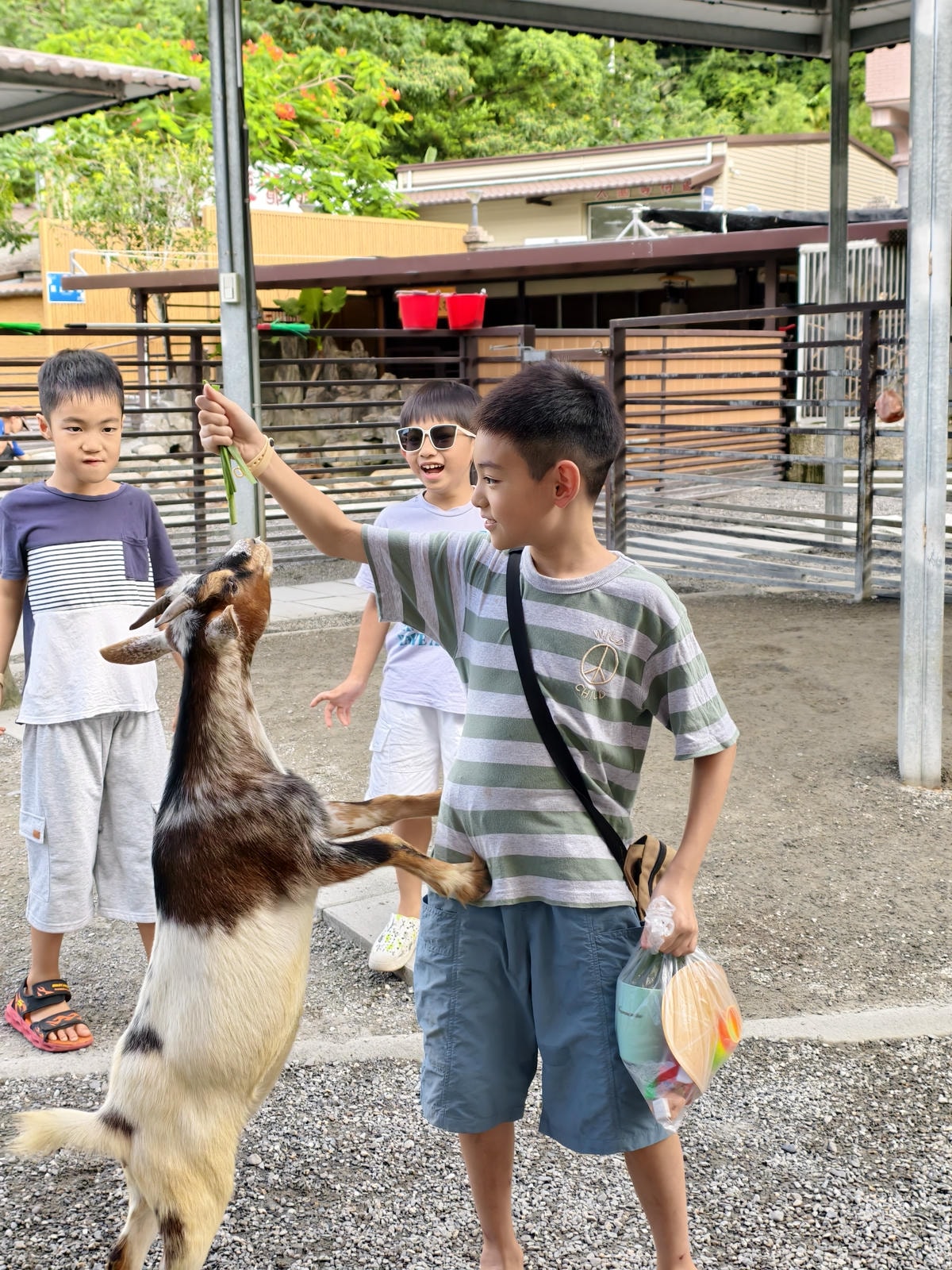 【宜蘭親子景點】鹿爺爺農場|零距離餵小鹿、水豚、狐獴!小孩放 【宜蘭親子景點】鹿爺爺農場|零距離餵小鹿、水豚、狐獴!小孩放