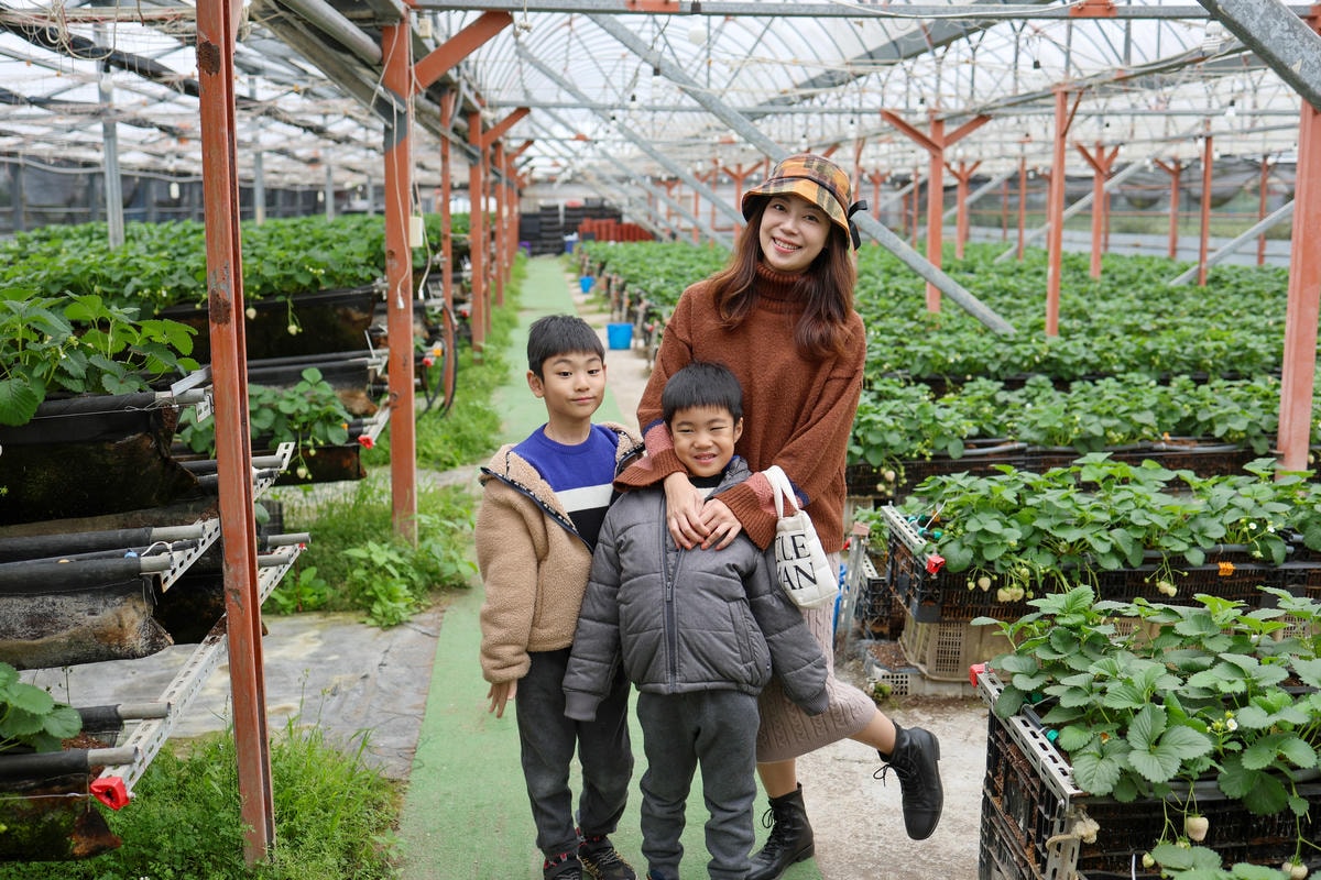【宜蘭景點】雨天備案，羅東室內採草莓『玩莓主意白草莓主題園』