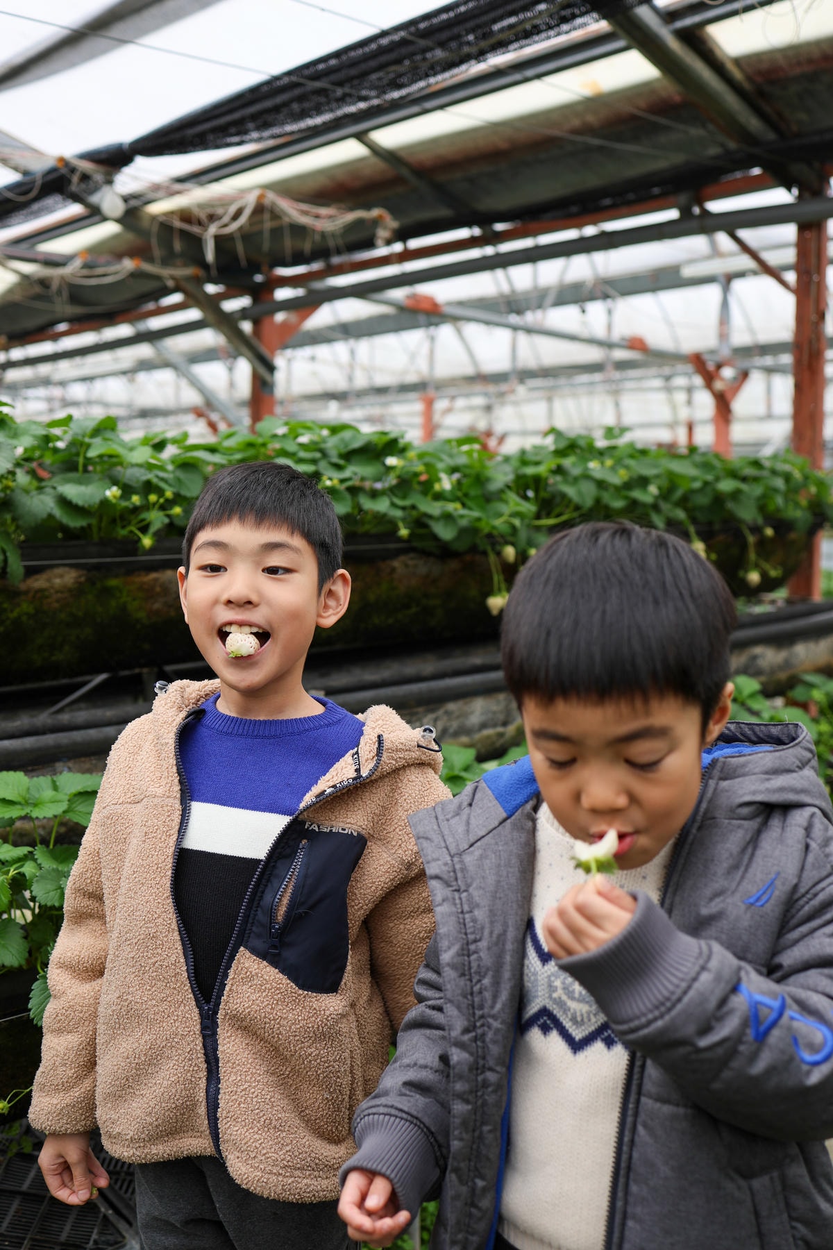 【宜蘭景點】雨天備案，羅東室內採草莓『玩莓主意白草莓主題園』