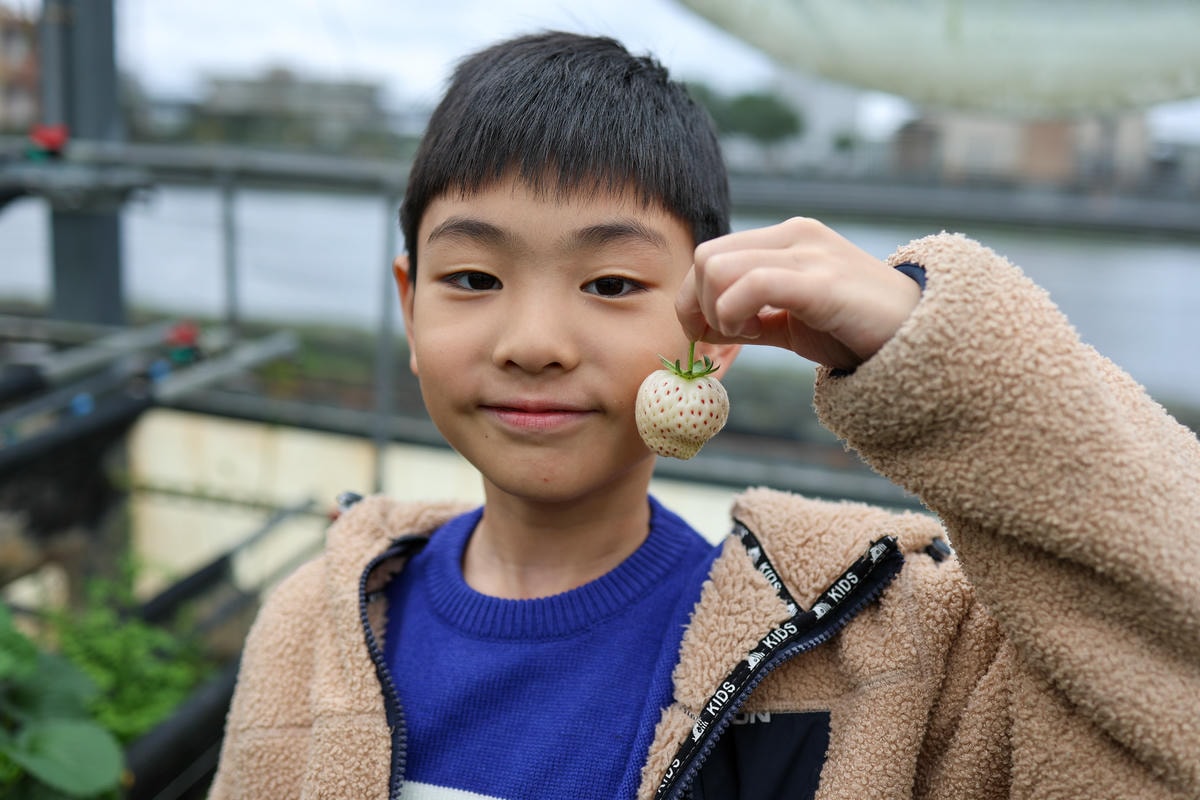 【宜蘭景點】雨天備案，羅東室內採草莓『玩莓主意白草莓主題園』