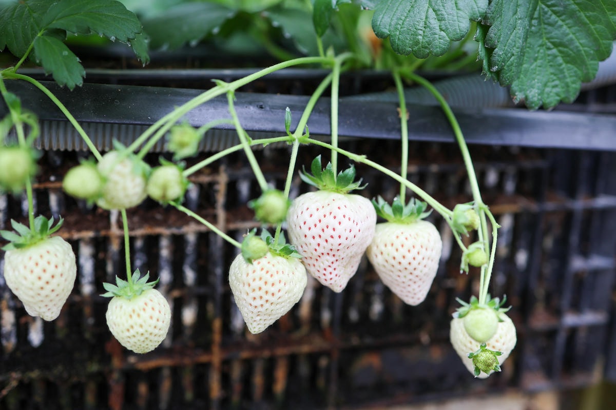 【宜蘭景點】雨天備案，羅東室內採草莓『玩莓主意白草莓主題園』