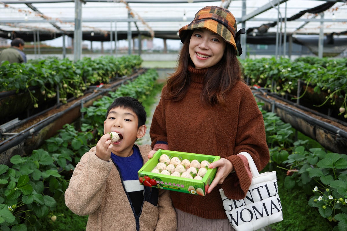 【宜蘭景點】雨天備案，羅東室內採草莓『玩莓主意白草莓主題園』