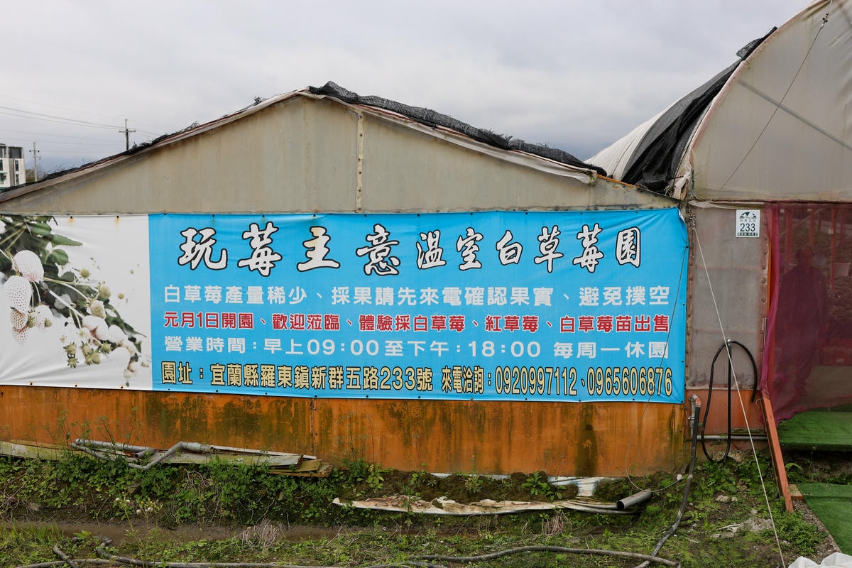【宜蘭景點】雨天備案，羅東室內採草莓『玩莓主意白草莓主題園』