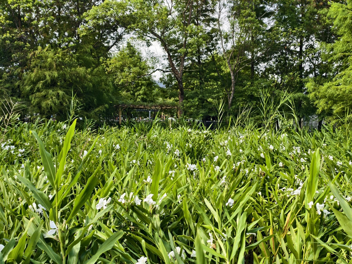 【宜蘭親子景點】田媽媽花泉休閒農場|野薑花海、清涼湧泉戲水池