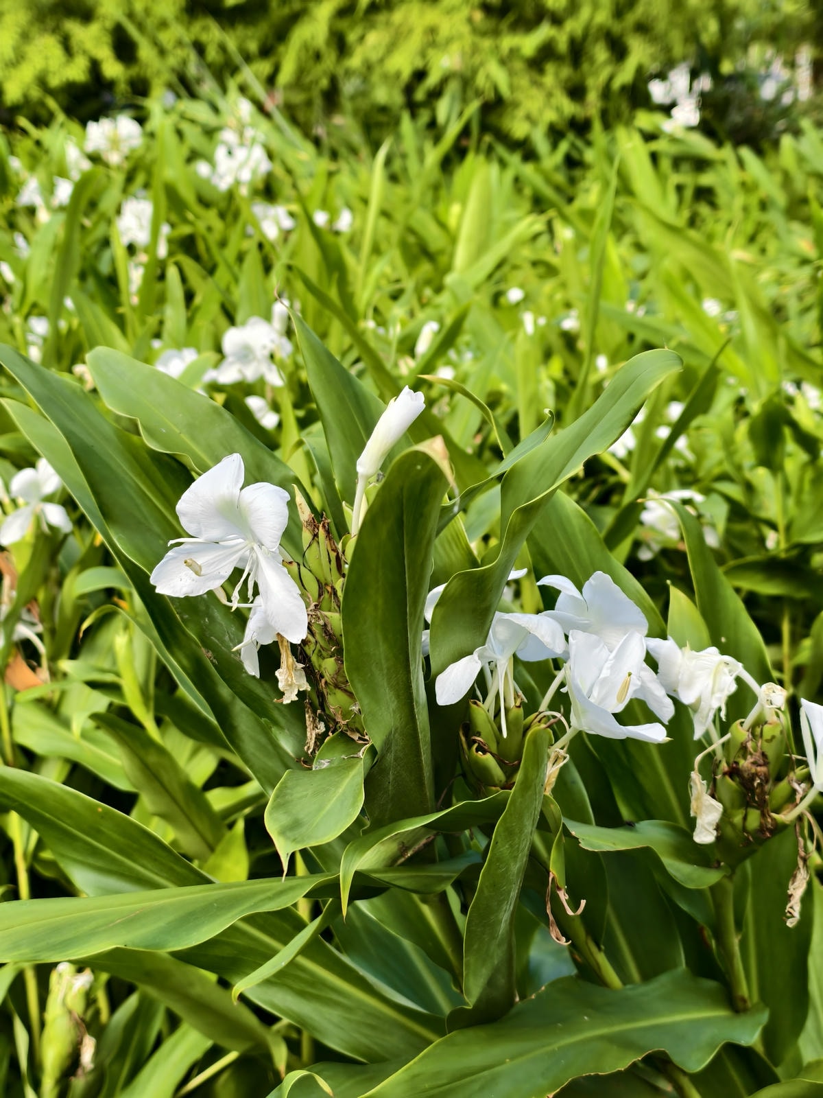 【宜蘭親子景點】田媽媽花泉休閒農場|野薑花海、清涼湧泉戲水池 【宜蘭親子景點】田媽媽花泉休閒農場|野薑花海、清涼湧泉戲水池