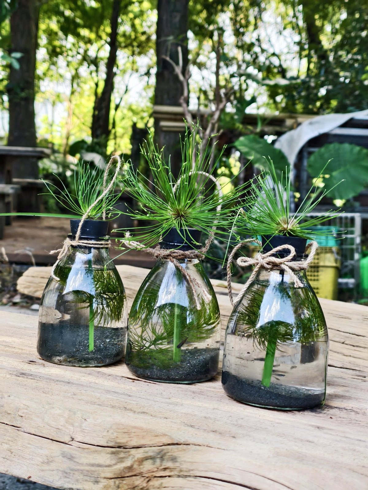 【宜蘭親子景點】田媽媽花泉休閒農場|野薑花海、清涼湧泉戲水池 【宜蘭親子景點】田媽媽花泉休閒農場|野薑花海、清涼湧泉戲水池