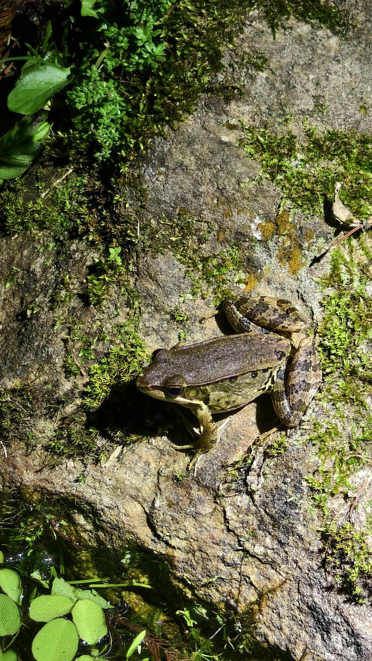 【南投埔里住宿推薦】近期住到最喜歡的南投民宿|布拉姆索鄉村民 【南投埔里住宿推薦】近期住到最喜歡的南投民宿|布拉姆索鄉村民