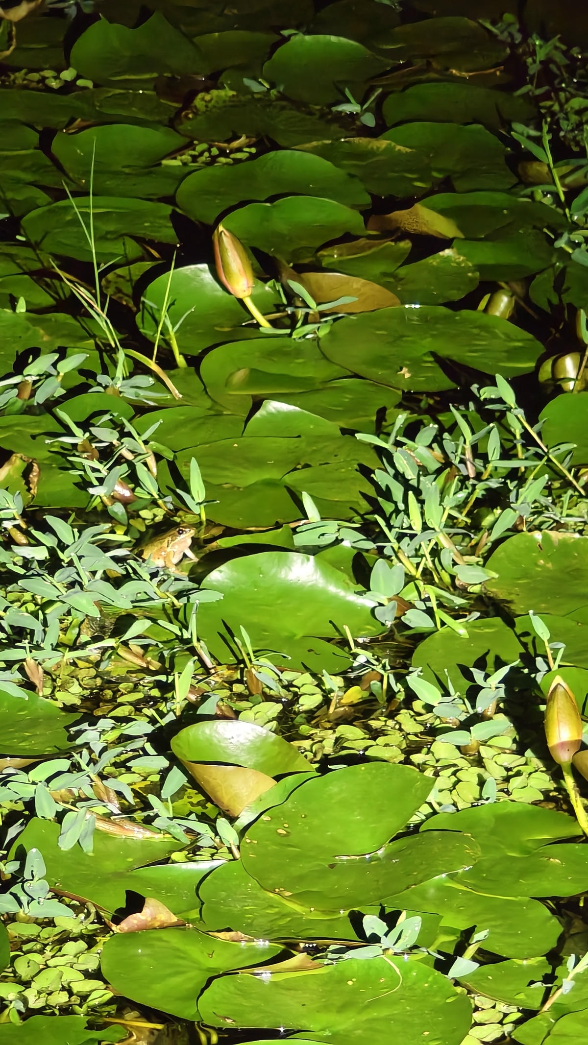 【南投埔里住宿推薦】近期住到最喜歡的南投民宿|布拉姆索鄉村民 【南投埔里住宿推薦】近期住到最喜歡的南投民宿|布拉姆索鄉村民