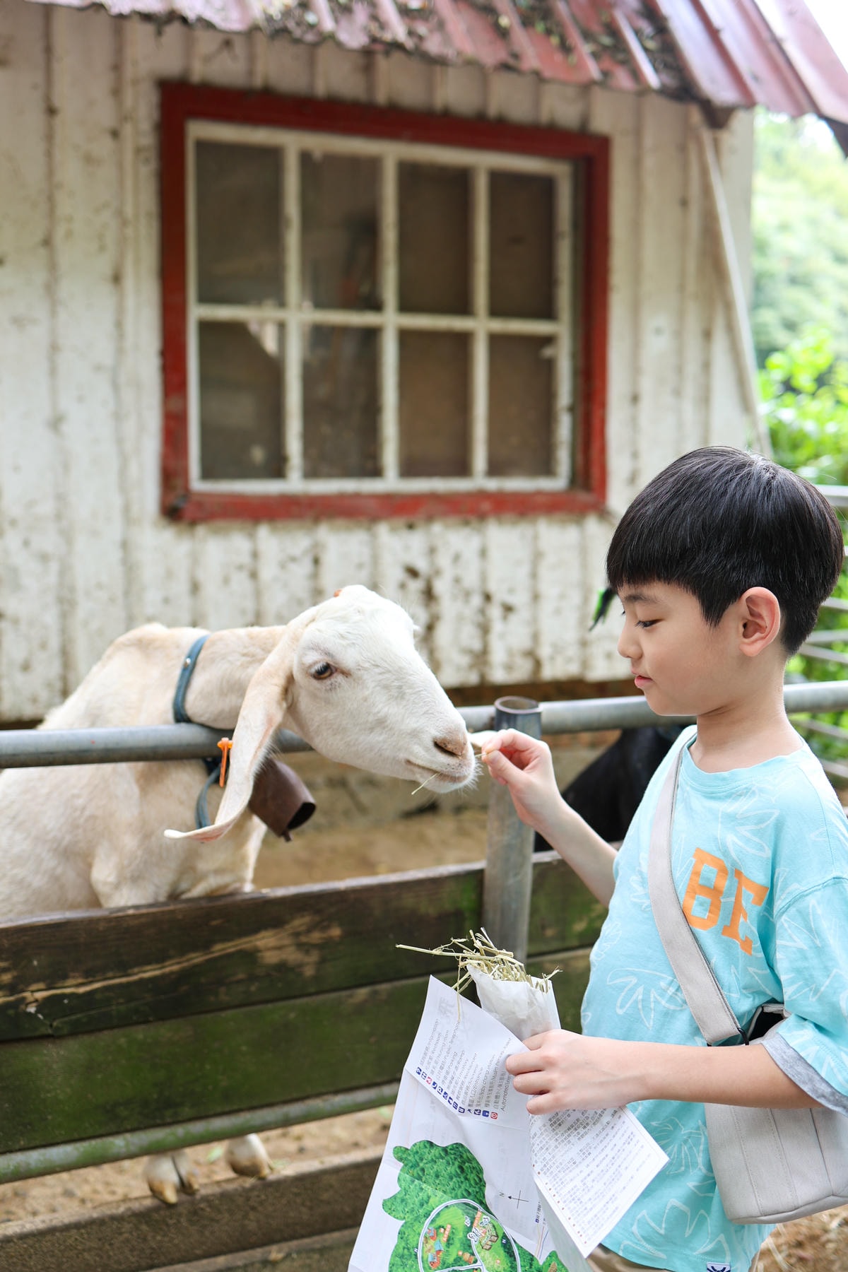 【苗栗景點】房間新改裝，小動物餵食好可愛『飛牛牧場』