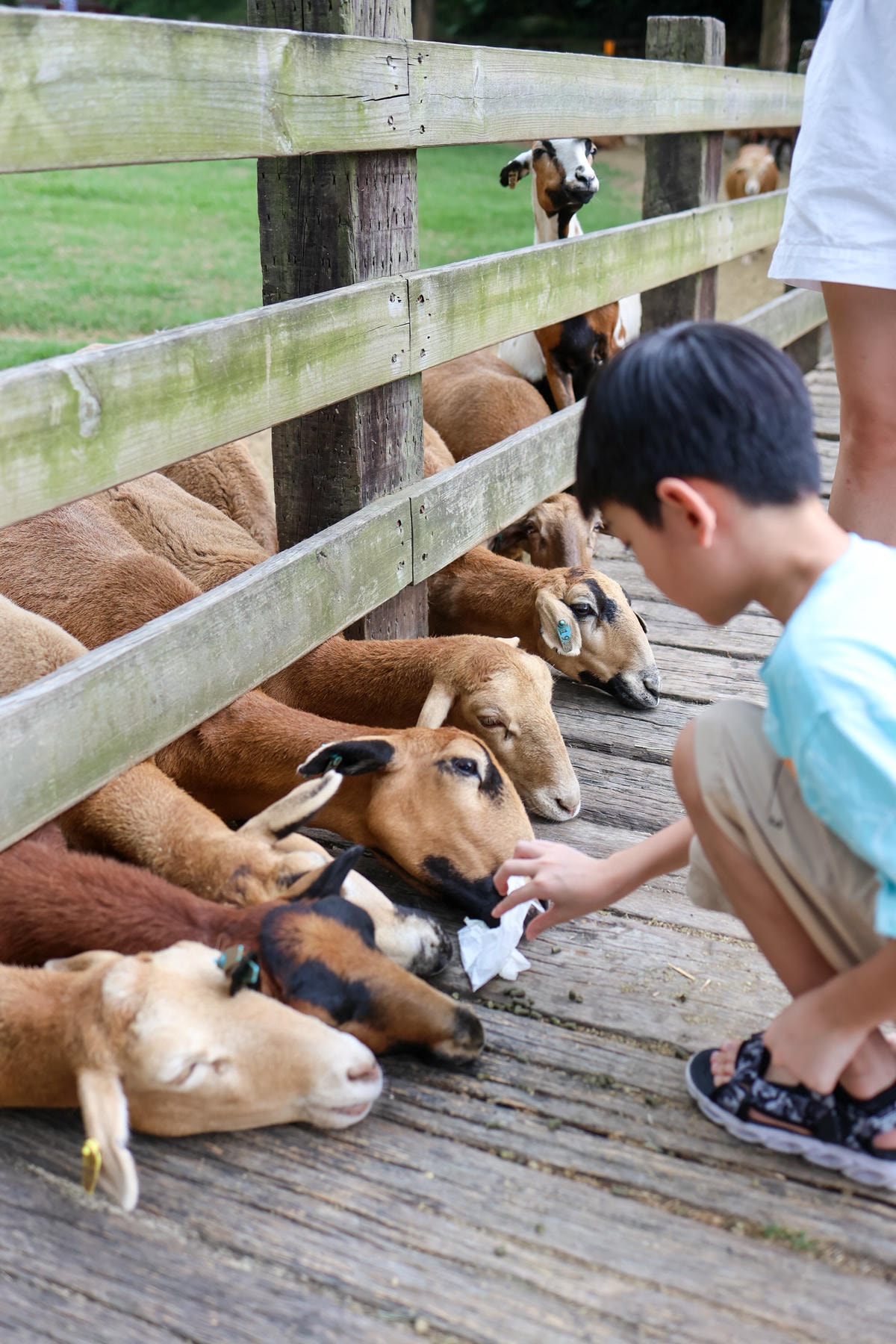 【苗栗景點】房間新改裝，小動物餵食好可愛『飛牛牧場』