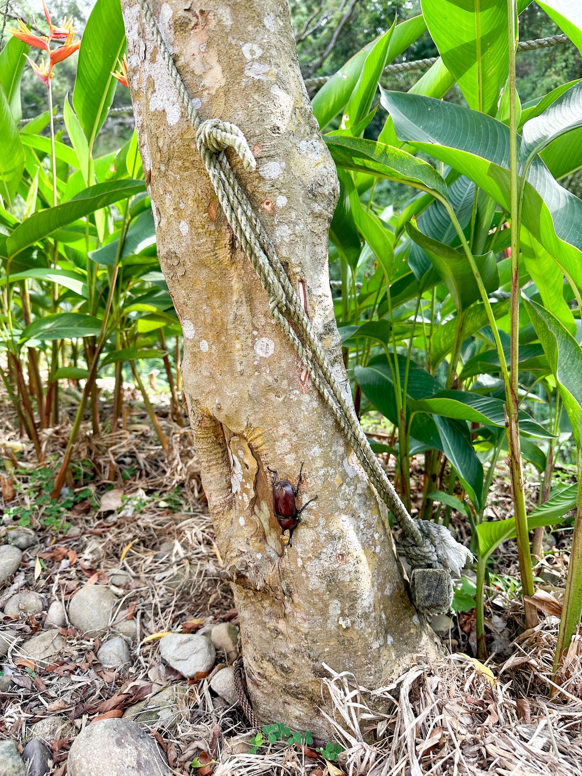 【苗栗景點】房間新改裝，小動物餵食好可愛『飛牛牧場』