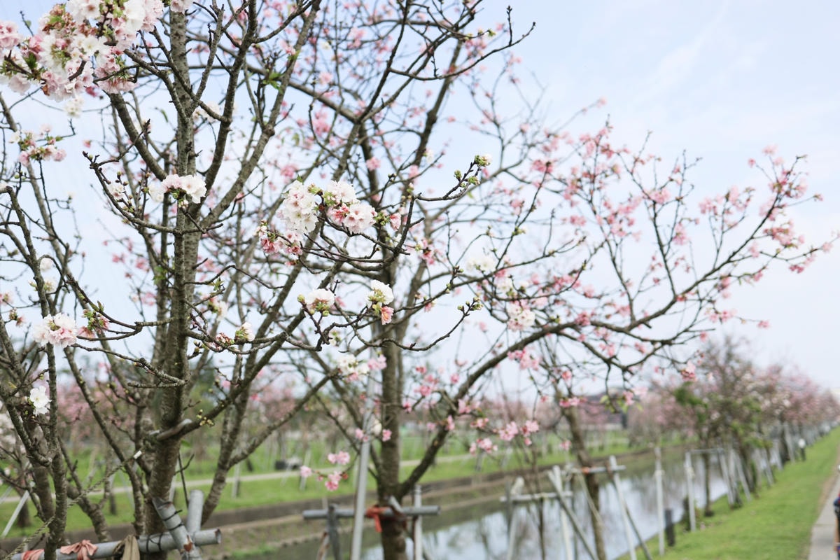 【宜蘭景點午餐】羅東車站『奧莉薇雅早午餐』吃飽再去羅莊櫻花步 【宜蘭景點午餐】羅東車站『奧莉薇雅早午餐』吃飽再去羅莊櫻花步