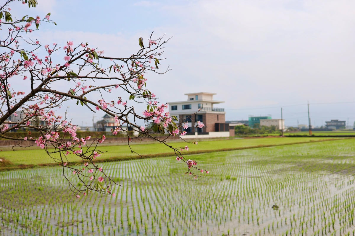 【宜蘭景點午餐】羅東車站『奧莉薇雅早午餐』吃飽再去羅莊櫻花步 【宜蘭景點午餐】羅東車站『奧莉薇雅早午餐』吃飽再去羅莊櫻花步