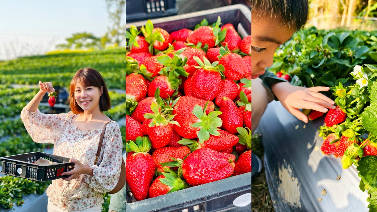 【苗栗景點】苗栗大湖採草莓,大湖高山草莓祕境『劉正男高冷草莓
