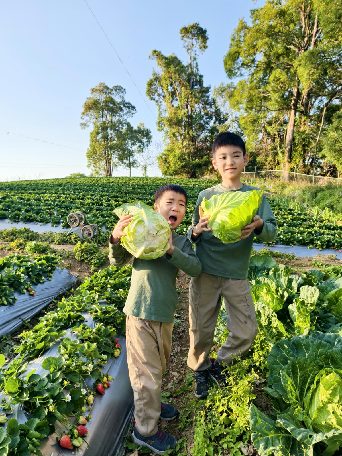【苗栗景點】苗栗大湖採草莓，大湖高山草莓祕境『劉正男高冷草莓