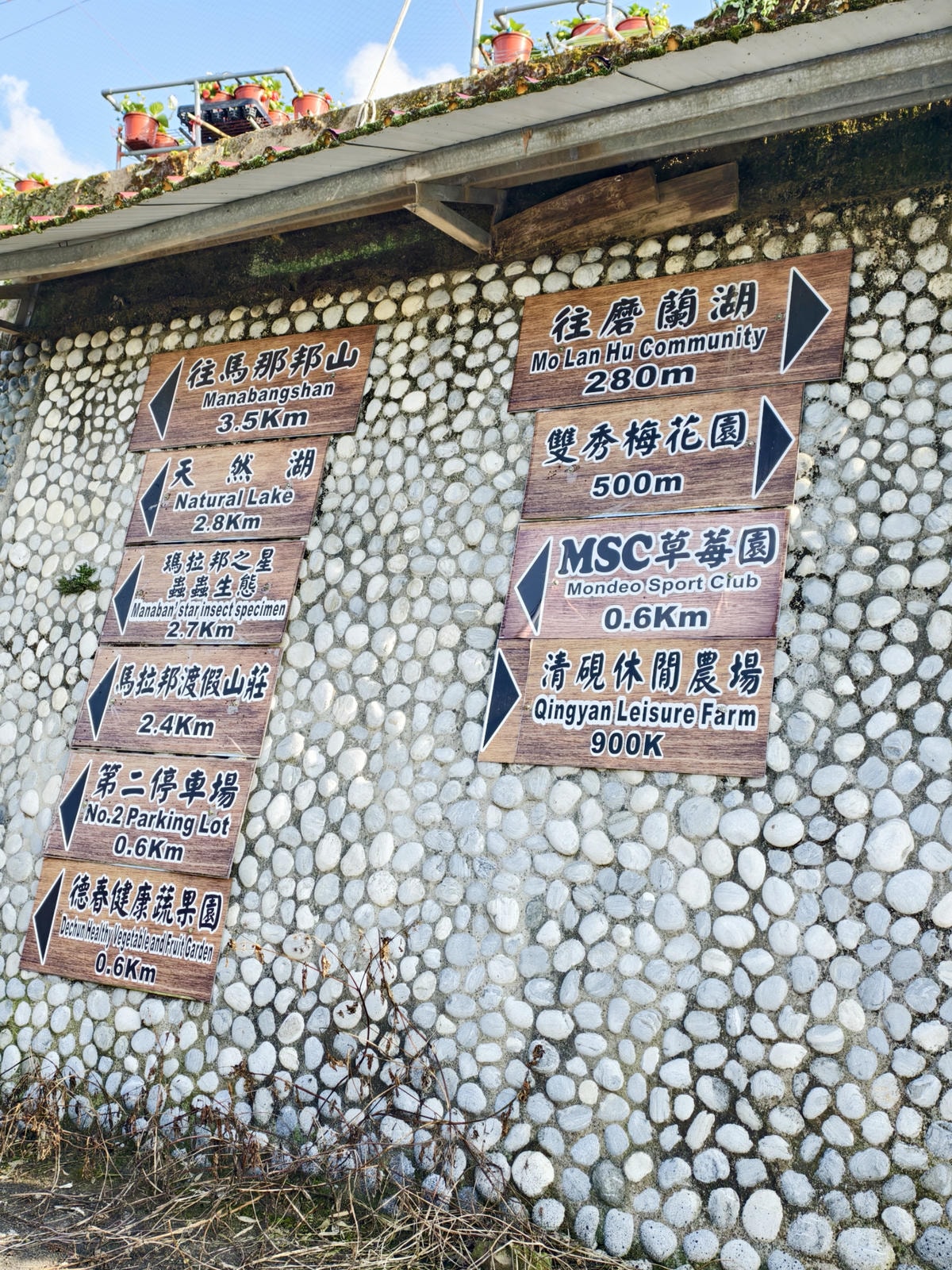 【苗栗景點】苗栗大湖採草莓，大湖高山草莓祕境『劉正男高冷草莓