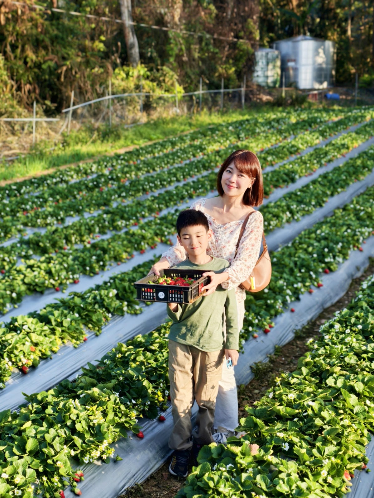 【苗栗景點】苗栗大湖採草莓，大湖高山草莓祕境『劉正男高冷草莓