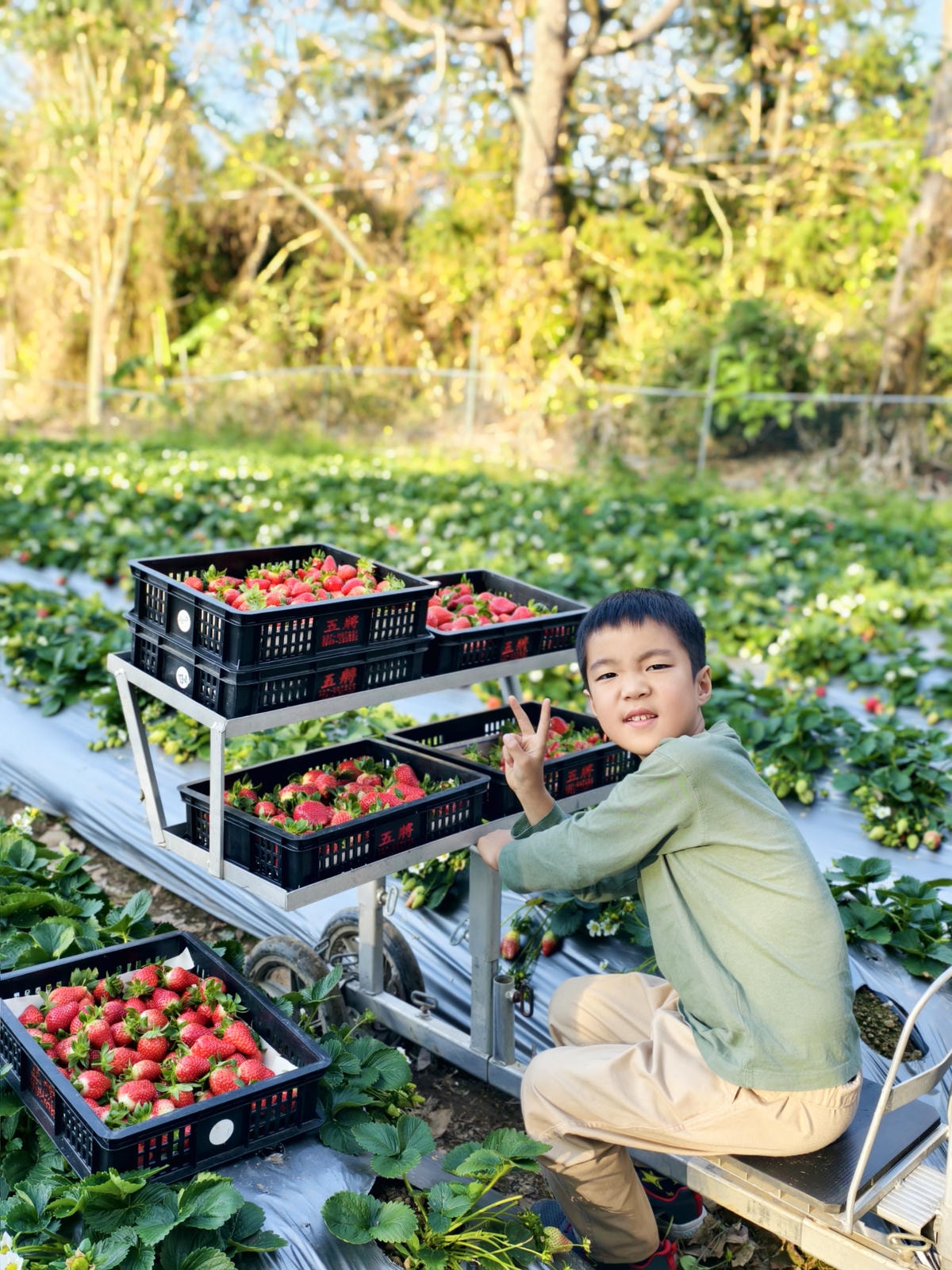 【苗栗景點】苗栗大湖採草莓，大湖高山草莓祕境『劉正男高冷草莓