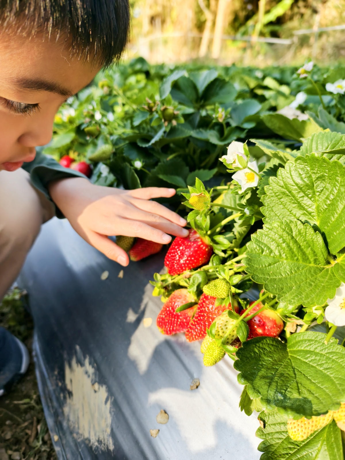 【苗栗景點】苗栗大湖採草莓，大湖高山草莓祕境『劉正男高冷草莓