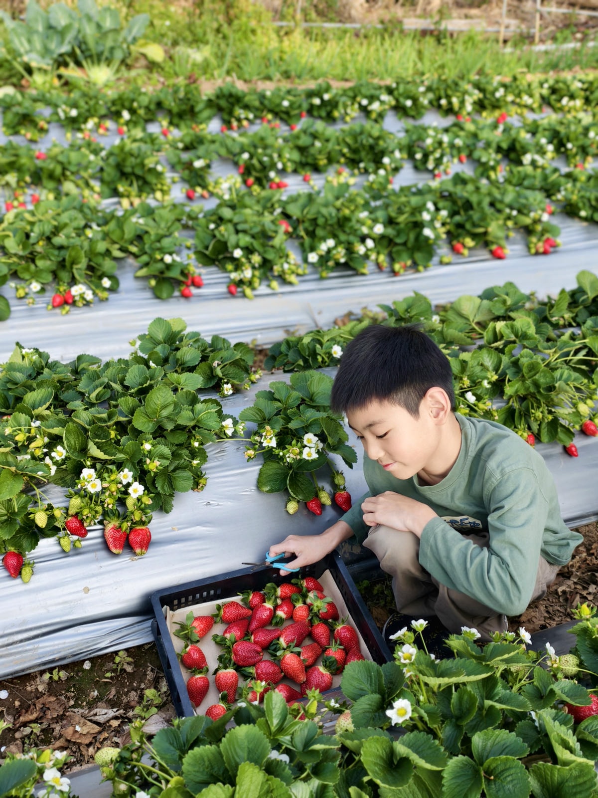 【苗栗景點】苗栗大湖採草莓，大湖高山草莓祕境『劉正男高冷草莓