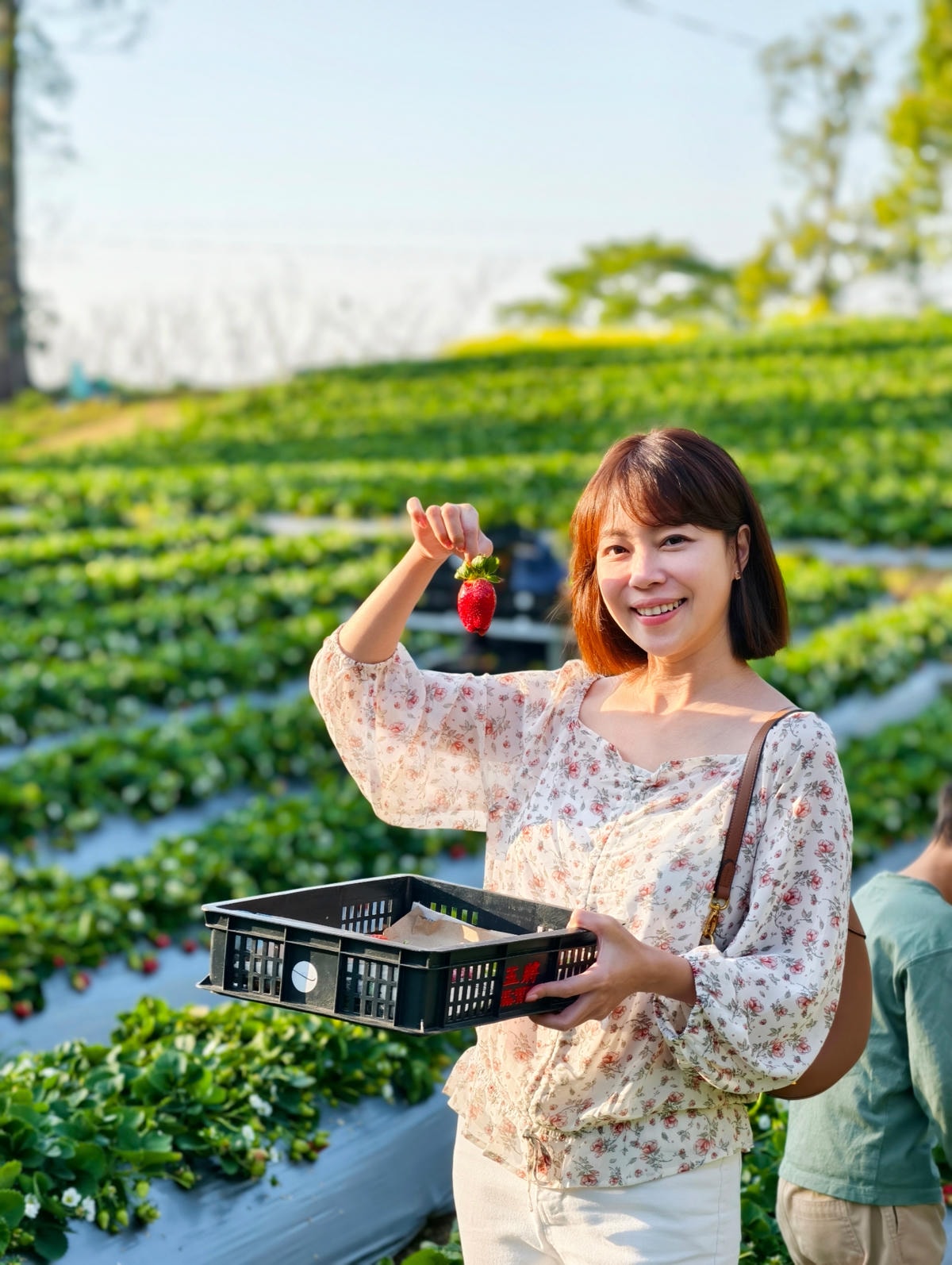 【苗栗景點】苗栗大湖採草莓，大湖高山草莓祕境『劉正男高冷草莓