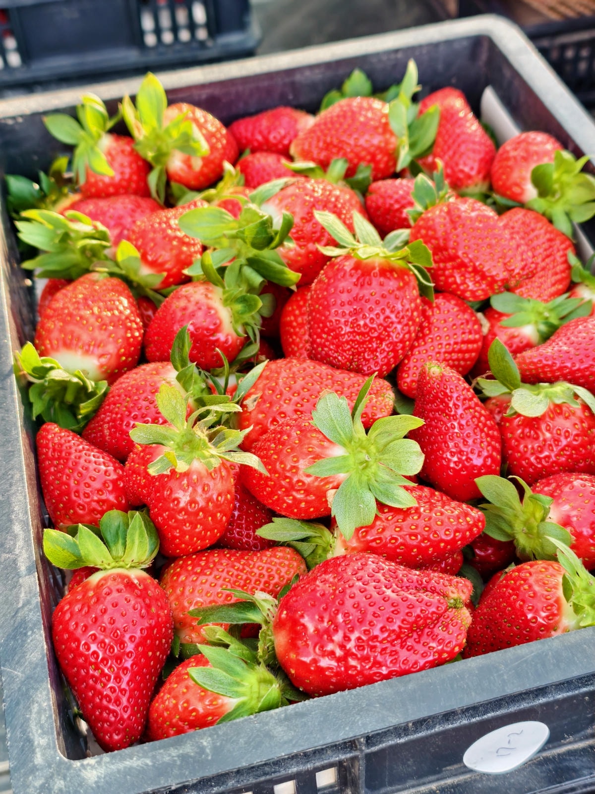 【苗栗景點】苗栗大湖採草莓，大湖高山草莓祕境『劉正男高冷草莓