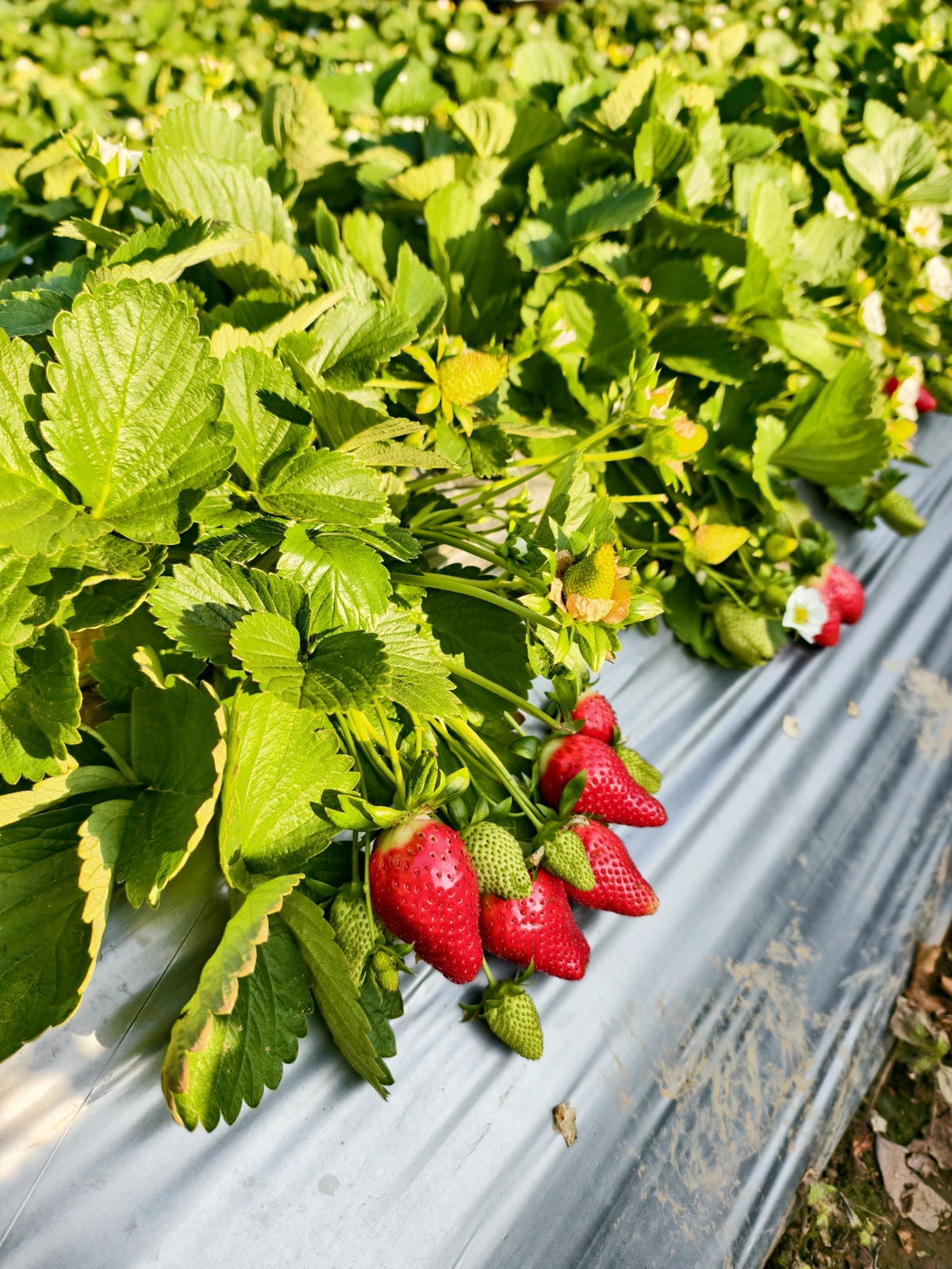 【苗栗景點】苗栗大湖採草莓，大湖高山草莓祕境『劉正男高冷草莓