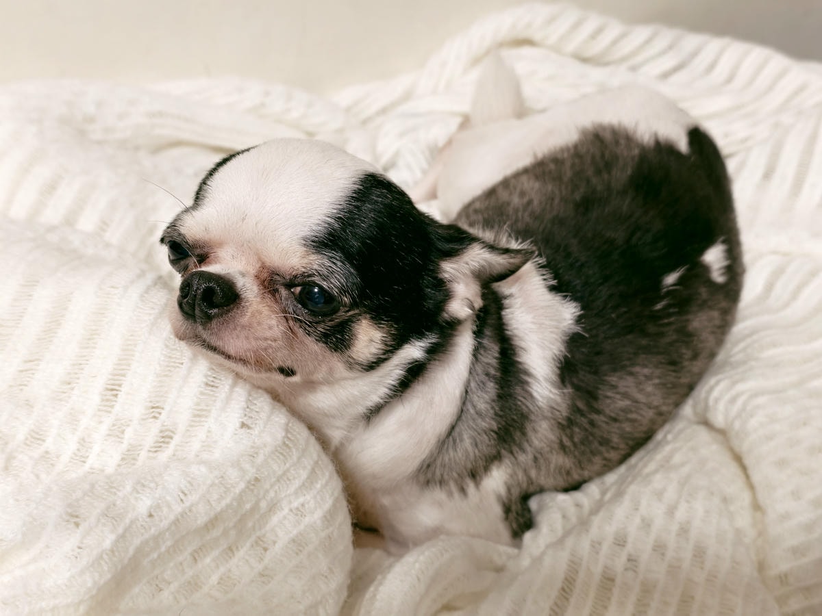 【台東住宿】『娜路彎大酒店』寵物房好貼心！毛寶貝專案，住宿環