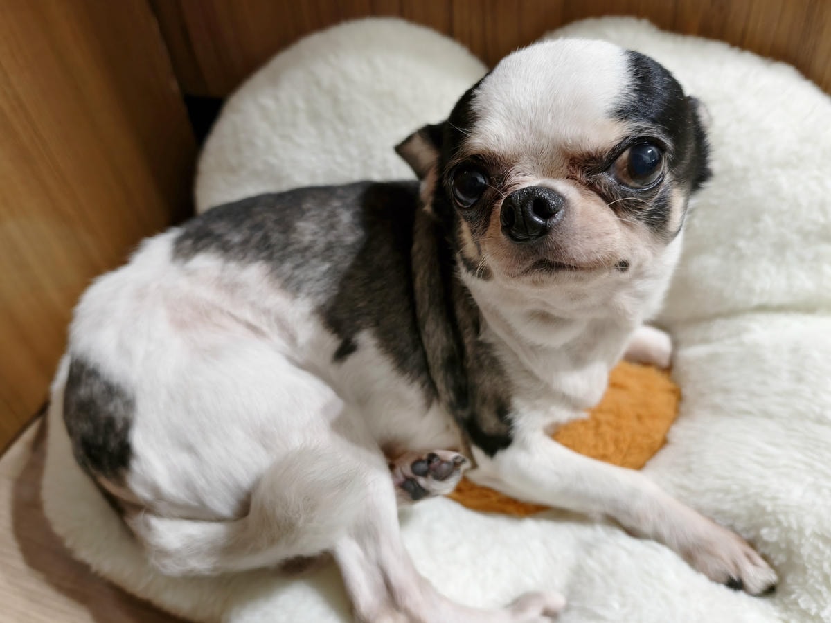 【台東住宿】『娜路彎大酒店』寵物房好貼心！毛寶貝專案，住宿環