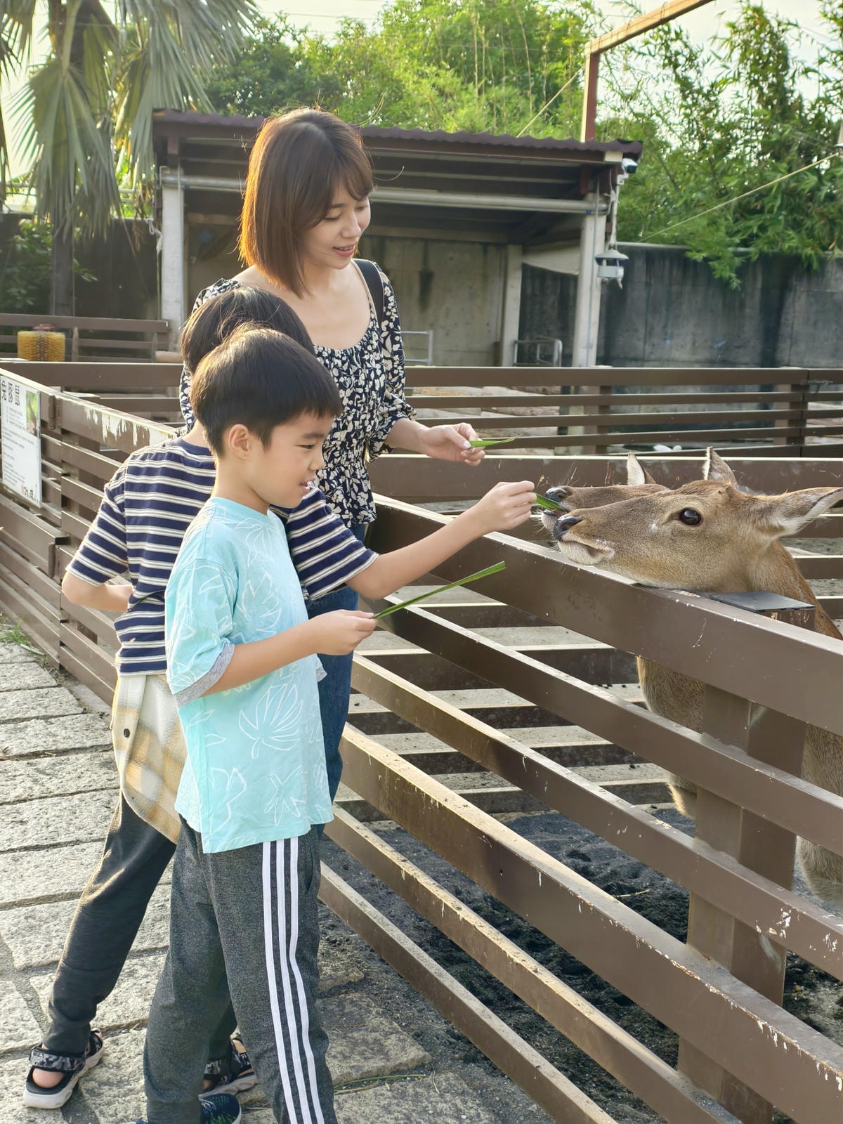 【嘉義景點】親子旅遊景點『三隻小豬觀光農場』高CP值，大型草