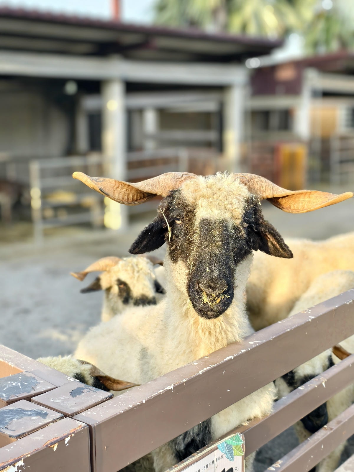 【嘉義景點】親子旅遊景點『三隻小豬觀光農場』高CP值，大型草