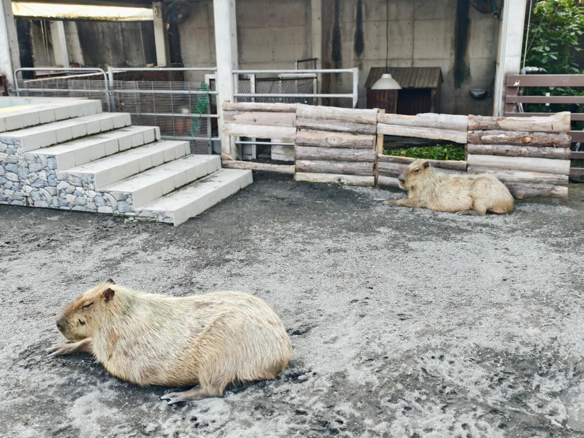 【嘉義景點】親子旅遊景點『三隻小豬觀光農場』高CP值，大型草