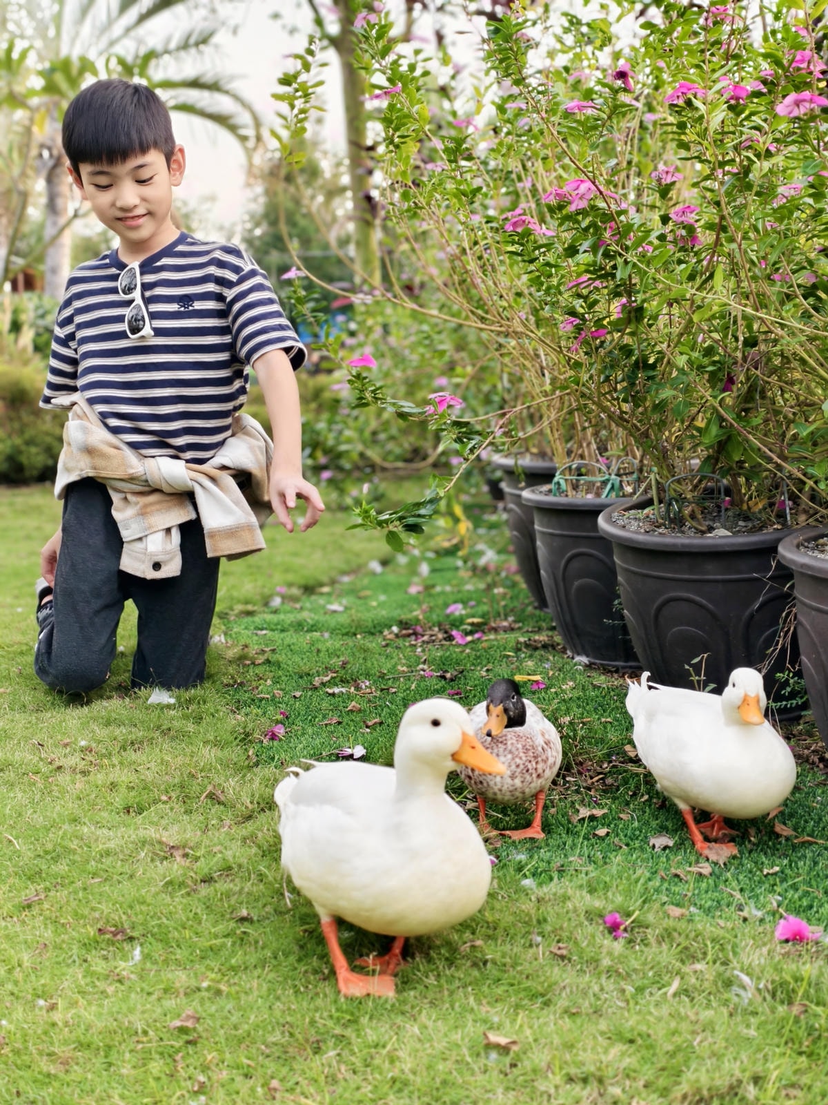 【嘉義景點】親子旅遊景點『三隻小豬觀光農場』高CP值，大型草