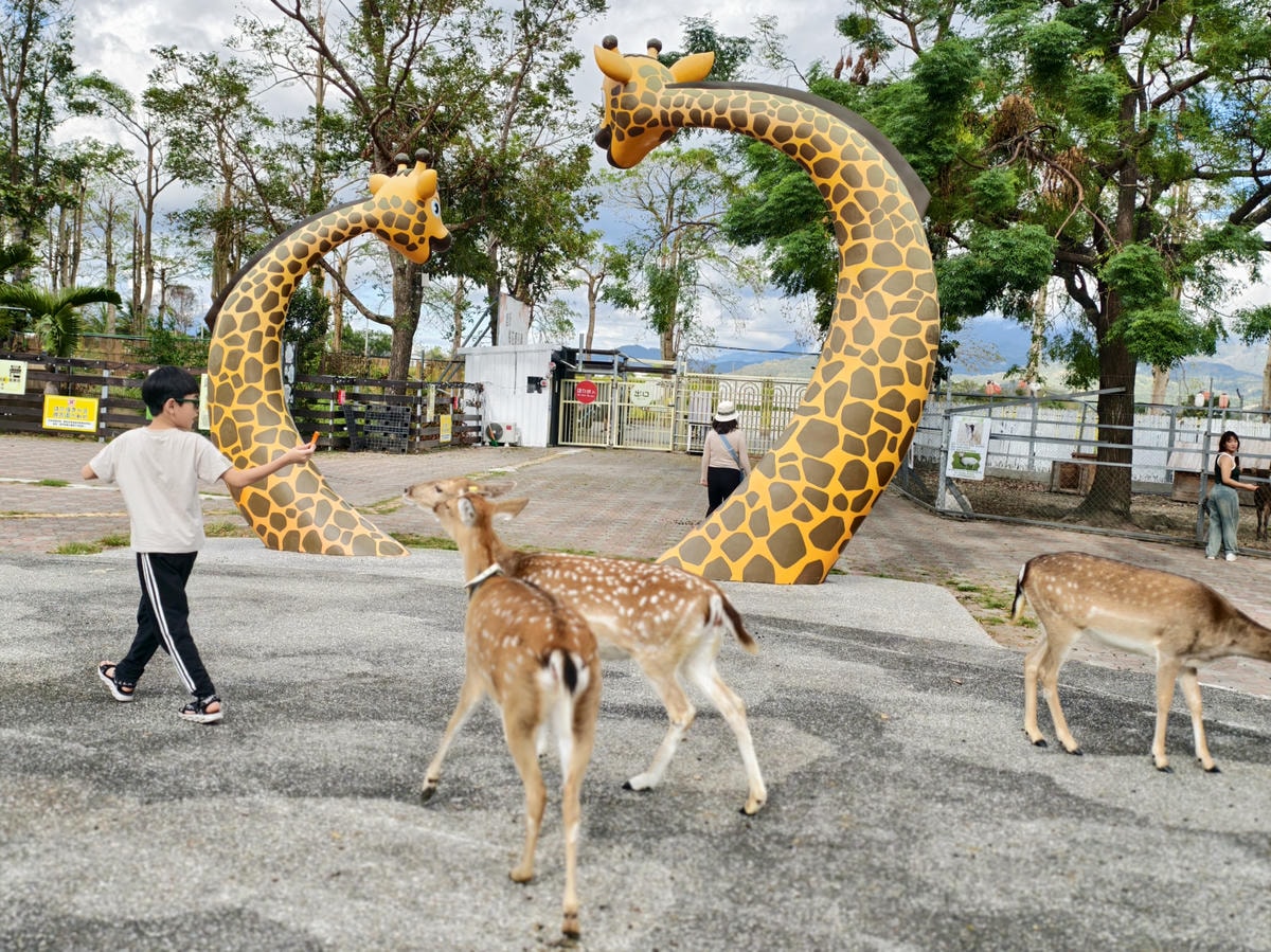 【台東景點】台版小奈良『鹿野梅花鹿公園』小動物餵食、鴨子、天