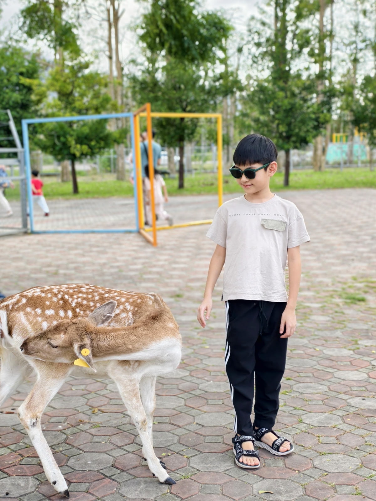 【台東景點】台版小奈良『鹿野梅花鹿公園』小動物餵食、鴨子、天