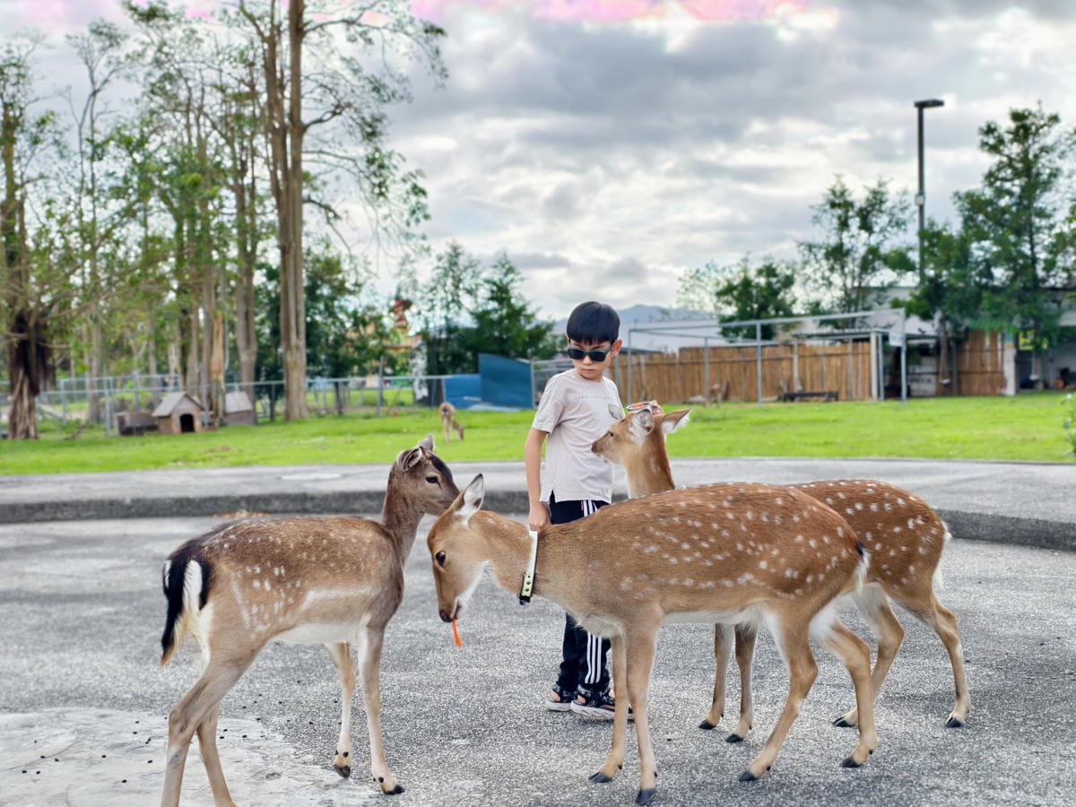 【台東景點】台版小奈良『鹿野梅花鹿公園』小動物餵食、鴨子、天