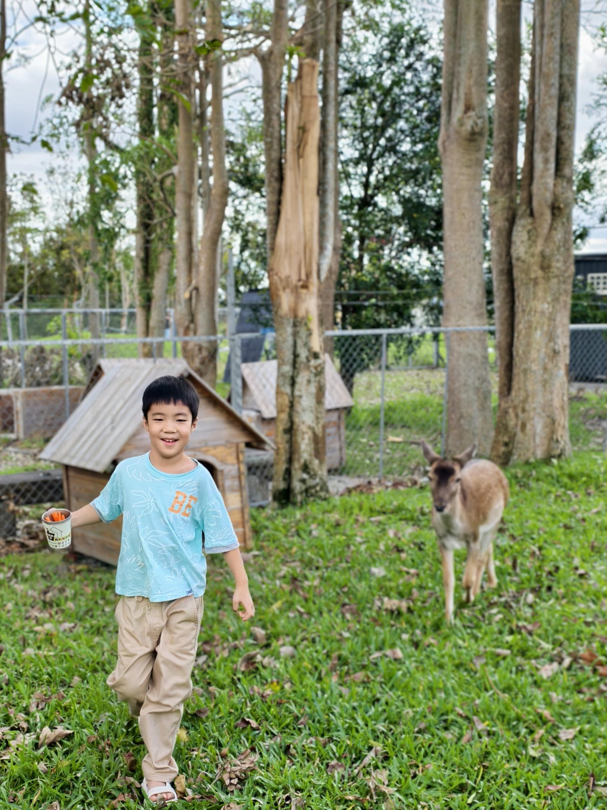 【台東景點】台版小奈良『鹿野梅花鹿公園』小動物餵食、鴨子、天