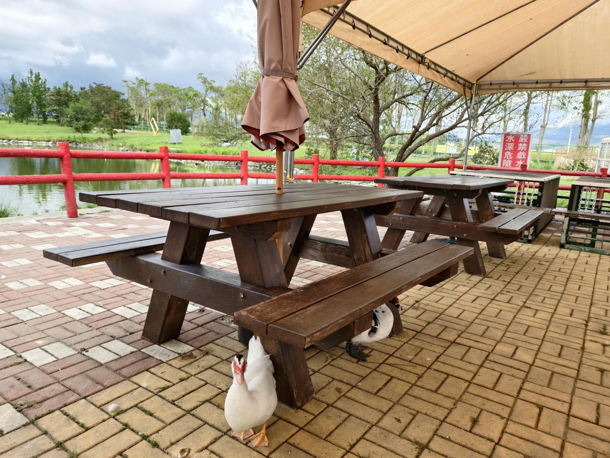 【台東景點】台版小奈良『鹿野梅花鹿公園』小動物餵食、鴨子、天