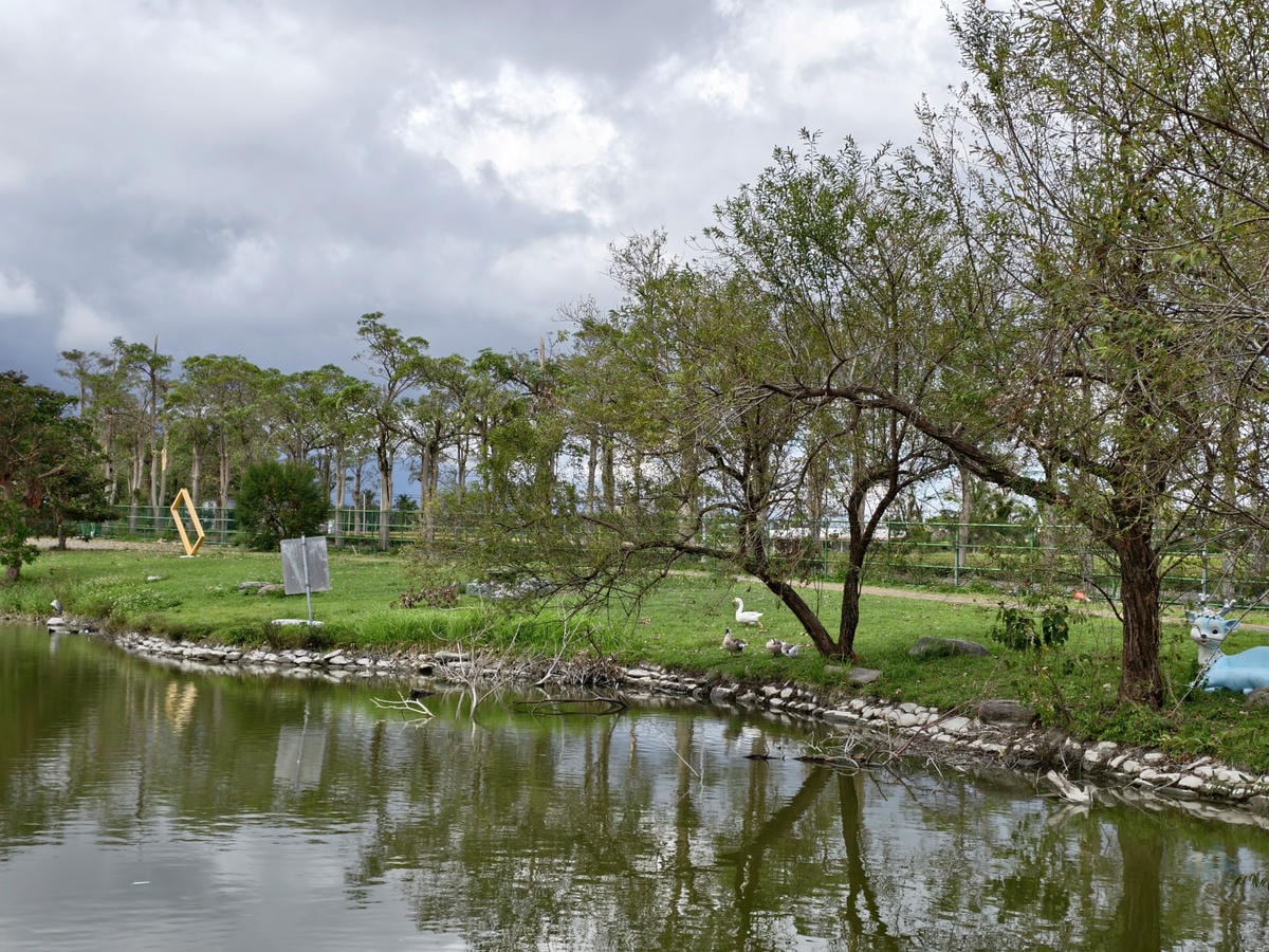 【台東景點】台版小奈良『鹿野梅花鹿公園』小動物餵食、鴨子、天
