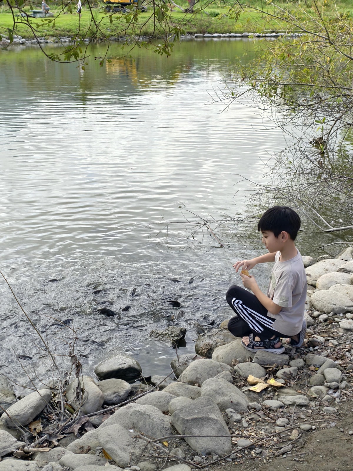 【台東景點】台版小奈良『鹿野梅花鹿公園』小動物餵食、鴨子、天