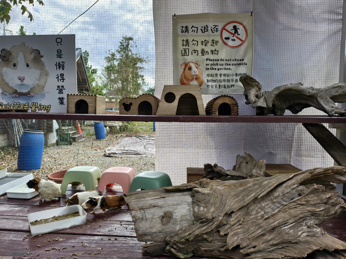 【台東景點】台版小奈良『鹿野梅花鹿公園』小動物餵食、鴨子、天