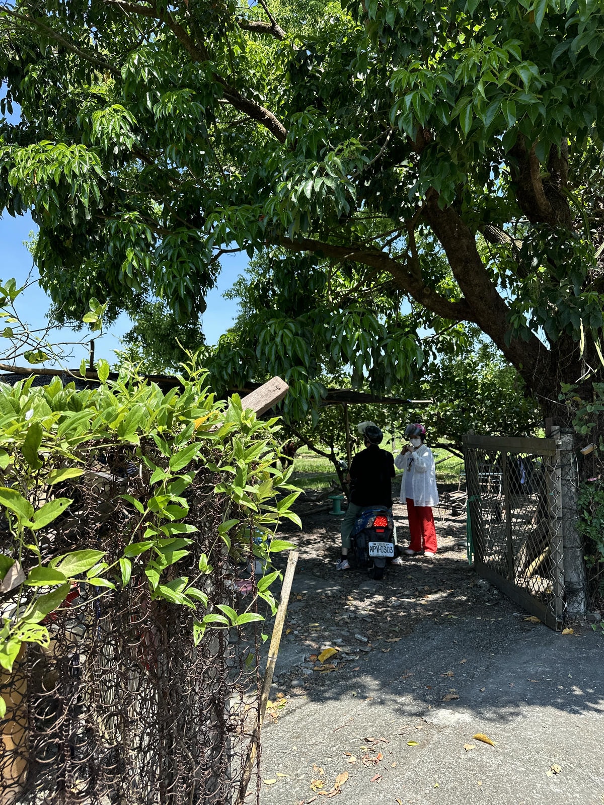 【宜蘭親子景點】冬山梅花湖旁,採柚子趣『梅花湖廖媽媽果園』 【宜蘭親子景點】冬山梅花湖旁,採柚子趣『梅花湖廖媽媽果園』
